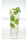 The Apricot Mojito is a refreshing variation of the classic Mojito drink.  Made from white rum, apricot liqueur, lime juice, simple syrup, mint and club soda, and served over ice in a highball glass.