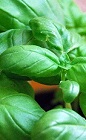 Basil is an herb from the mint family, also known as Sant Josephs Wort in some countries, and Thai Basil or Sweet Basil. The aroma and flavors of basil make it the perfect addition to savory cocktials when muddled, or as a garnish.